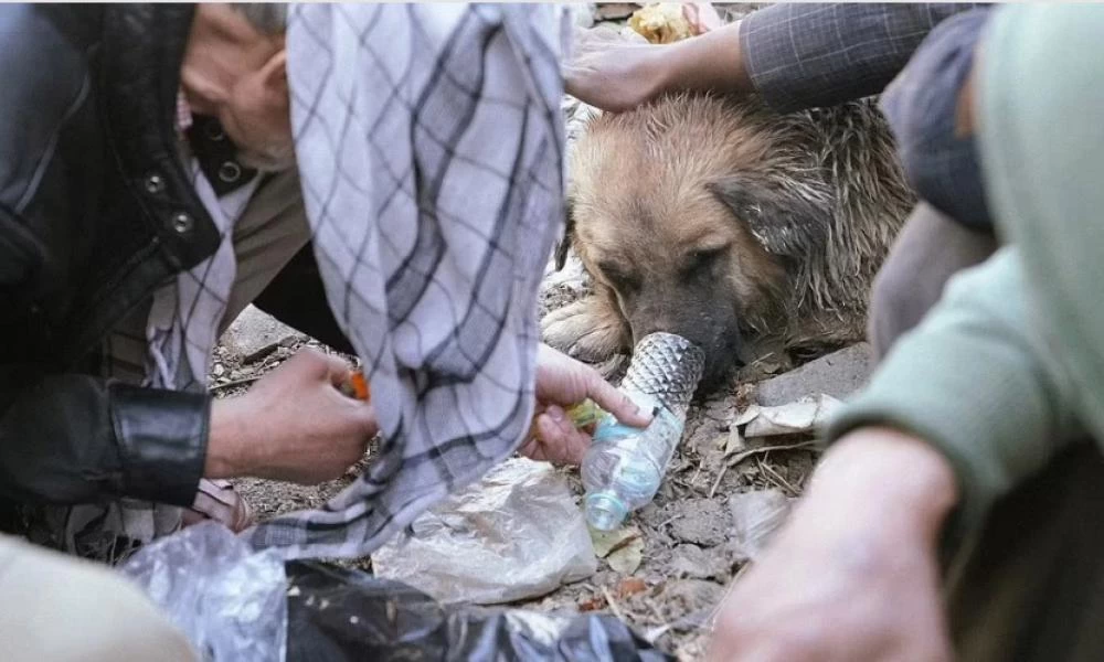 Αφγανιστάν: Άστεγοι δίνουν ηρωίνη σε σκύλους, τους χρησιμοποιούν για να μένουν ζεστοί